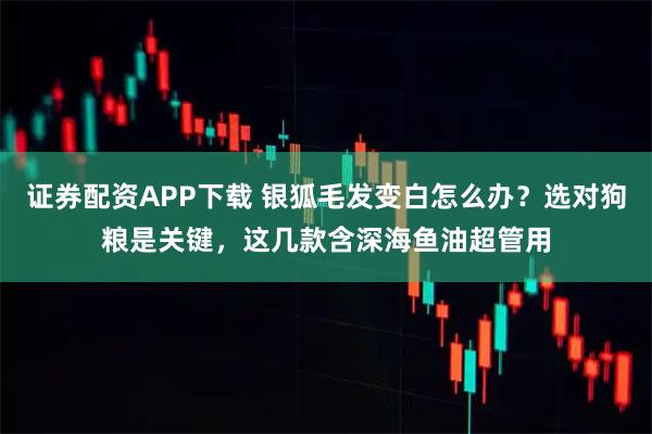 证券配资APP下载 银狐毛发变白怎么办？选对狗粮是关键，这几款含深海鱼油超管用