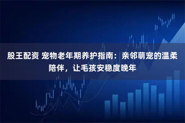 股王配资 宠物老年期养护指南:亲邻萌宠的温柔陪伴,让毛孩安稳度晚年